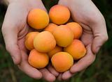 apricots in hands
