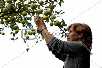 Girl picking an apple on white