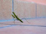 Preying Mantis Like Insect