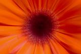 blurred orange flower background