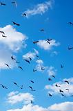 many flying pigeons on cloudy sky background