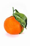 Dancy tangerine