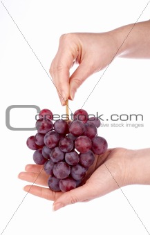 Red grapes bunch in the hands