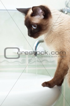 thirsty siamese cat in bathroom going to drink