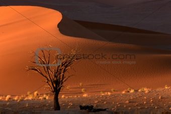 Tree and dune 