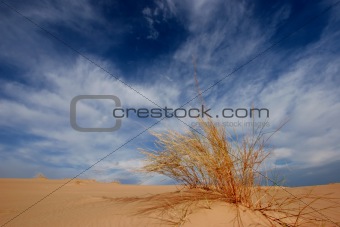 Grass, dune and sky