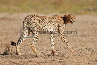 Stalking Cheetah 