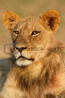 Young lion 