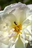 white flower & insect