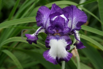 Blue and white iris