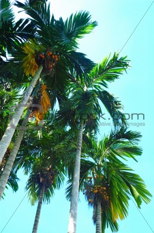 Pinang Palm Tree