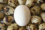eggs background