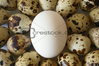 eggs background