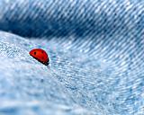 ladybug body surfing