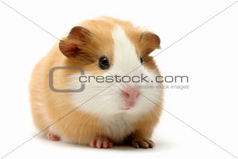 guinea pig over white