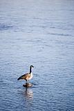 canada goose in river