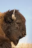 bison sleeping