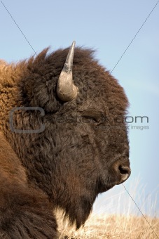 bison sleeping