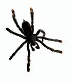 Pinktoe Tarantula Spider