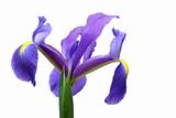 dutch iris over white