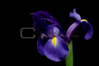 dutch iris