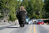 bison in yellowstone national park