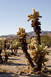 cactus in joshua tree national park