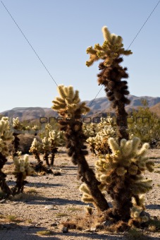 cactus in joshua tree national park