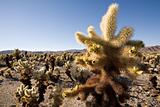 cacti field