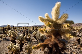 cacti field