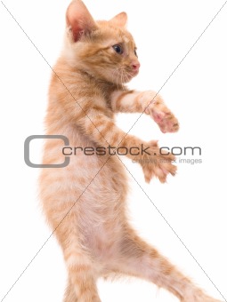 dancing kitten