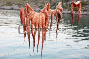 Octopus Drying on the String