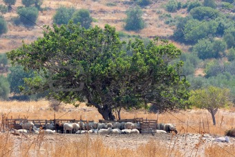 Sheep Under the Tree