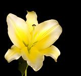 Beautiful white-yellow lily