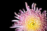 Perfect Chrysanthemum