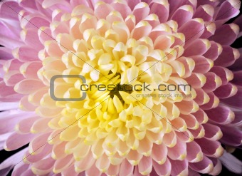 Close-up of a Chrysanthemum