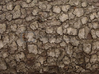 bark fragment 