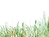 Green Grass and Reeds on White Background
