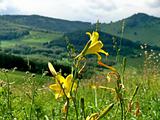 Single yellow flowers on mountains