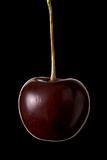 Cherry hanging isolated