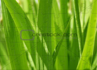 3d puzzles with image spring green grass 