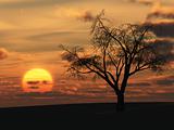 dry tree and red sunset