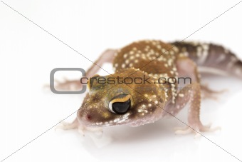 Barking Gecko (Nephrurus milii) 