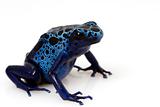 Blue Poison Arrow Frog (Dendrobates azureus)