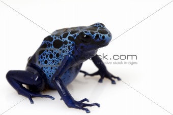 Blue Poison Arrow Frog (Dendrobates azureus)