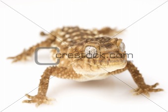 Centralian Rough Knob-tailed Gecko 