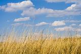 Dry grass and summer skies