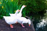 Pure White Geese With orange Beak Looking for Food