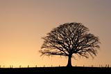 Oak Tree at Sunset