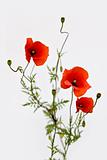  isolated bouquet of red poppies
